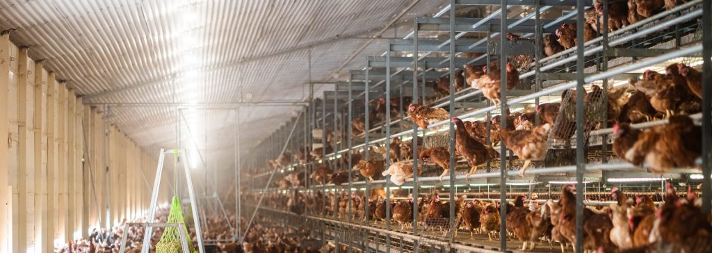 La Junta aprueba una ayuda de casi 40.000 euros a ASCLEA para medidas de bioseguridad peidro huevo 86 scaled