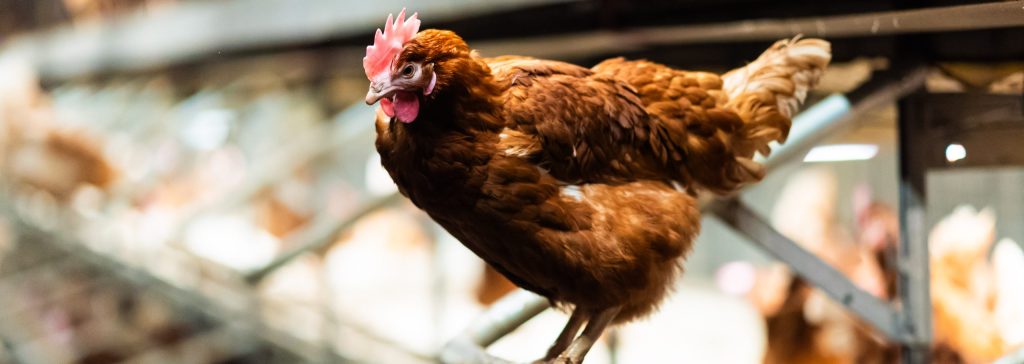 Influenza aviar en Castilla y León – Situación en 2025 peidro toledo 2